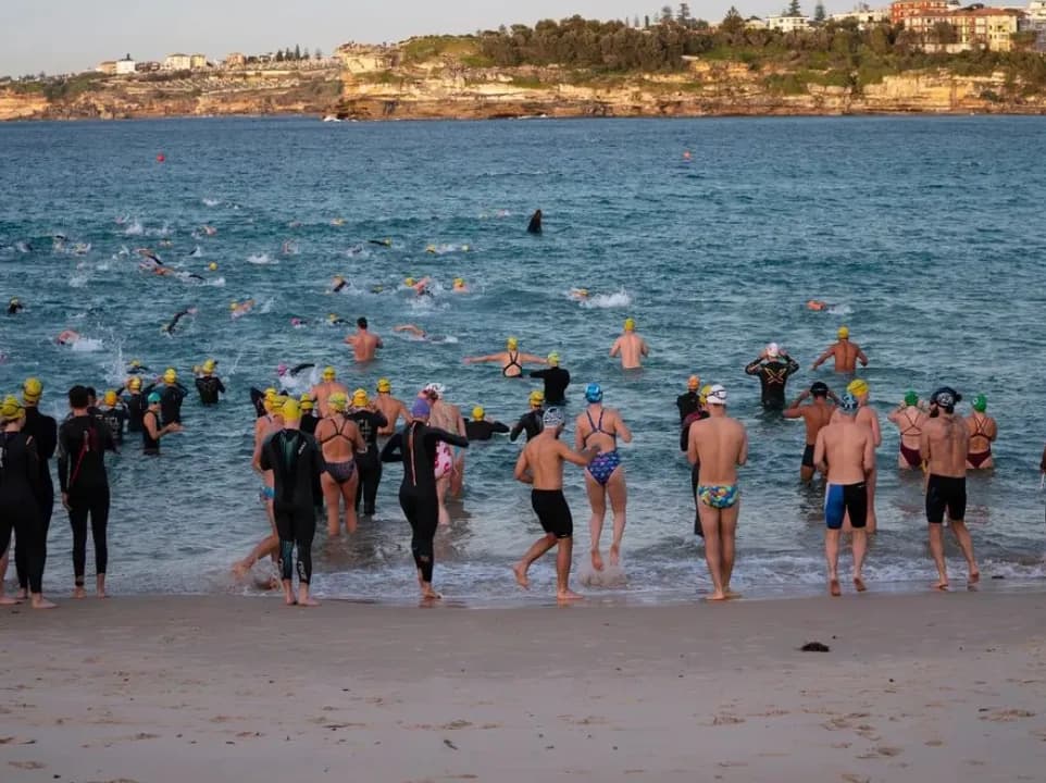 Todo lo que necesitas saber sobre los Bondi Salties