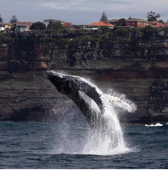 Whale watching season at Bondi