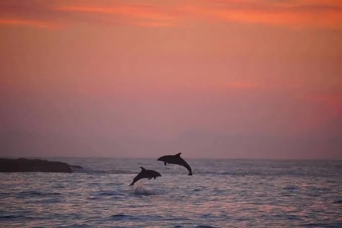Can you see dolphins at Bondi Beach?